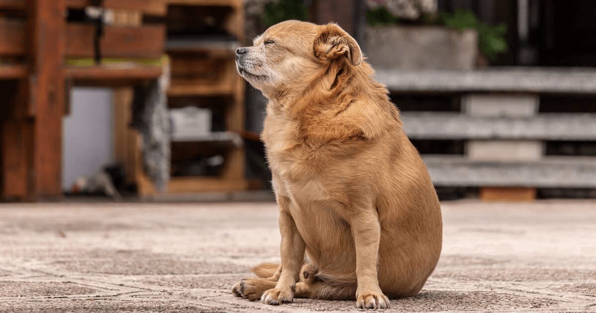 太ったチワワ